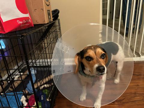 #PANSY #PANSY_THE_PUPPY #PANSY_THE_EAGLE POST SURGERY, PRE-BEDTIME CONE PHOTO. Carprofen & Morphine, lalalalala......'Because I Got High' by Afroman youtube.com/watch?v=WeYsTm…