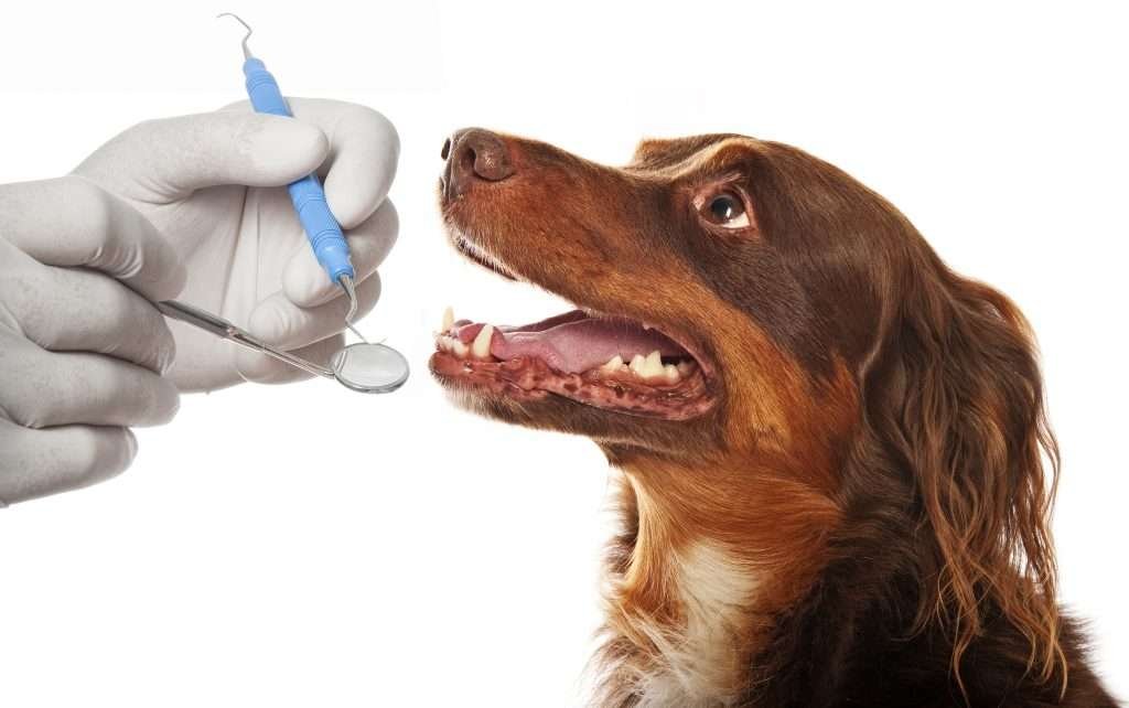 It's not just humans who need dental care - our furry friends do too! Proper dental care is crucial for your pet's overall health and well-being. 

See our top tips for keeping your dog's breath fresh: ow.ly/oito50Roc98