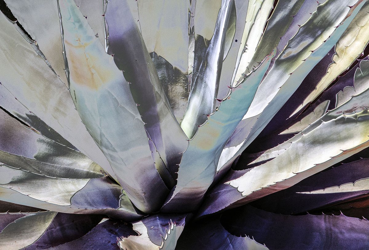 'Study in Silver' #cactus #florals #nature #photography