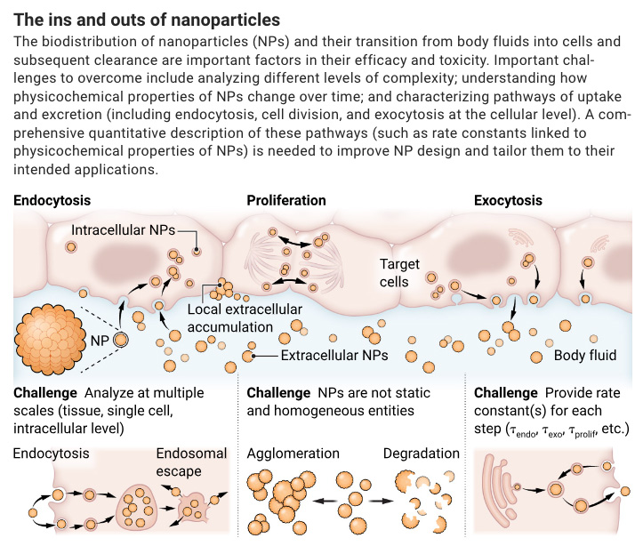 Colloidal nanoparticles are being developed for disease treatment and diagnosis.

A new #SciencePerspective looks at what is needed to improve nanoparticle design and tailor them to their intended applications. scim.ag/6O4