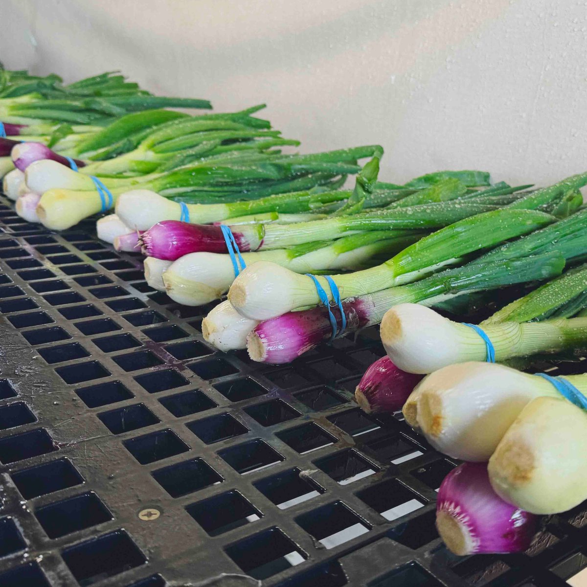 Stocking these at the farmstand this weekend, Red & Yellow Mixed Bunched Spring Onions! #spring #onions #red #yellow #BardwellFarm #season2024 #eatfresh #buylocal #ag #agriculture #aglife #farmlife