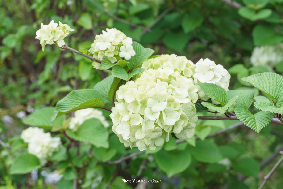 オオデマリさん♪

#オオデマリ #japanesesnowball #白い花 #春 #春の花 #flowers #whiteflowers #flowerphotography #nature #naturephotography