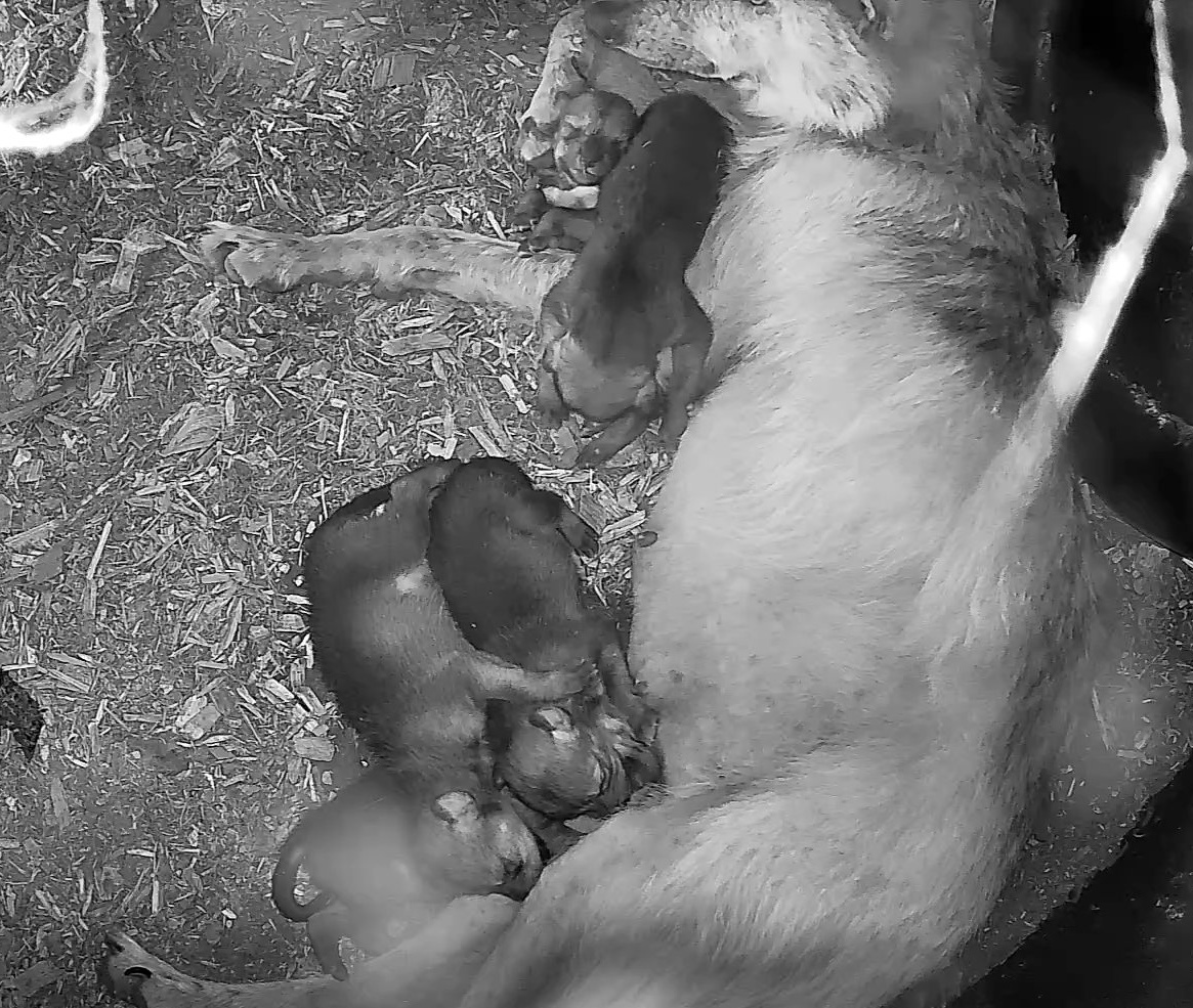 Nothing like some milk drunk pups 😴 Snooze with the potbellied pups via live webcam ➡️nywolf.org/meet-our-wolve…