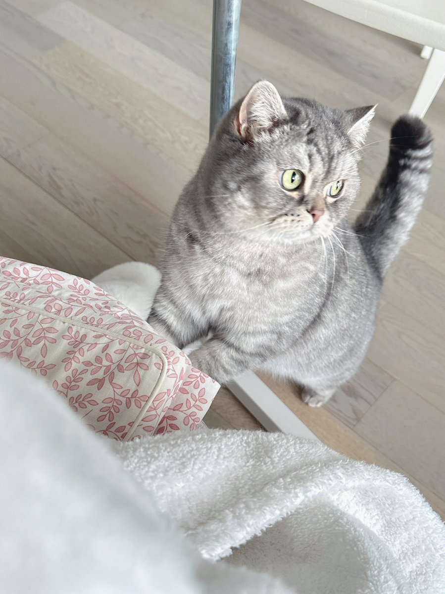 PurrMeow tweet media