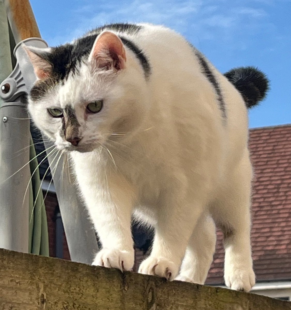 Mum thinks this picture of me on the fence is a great one for #WhiskersWednesday. What do you think? #Cat #wednesdaythought #garden 🏡🏡🏡😸😸😸🌤️🌤️🌤️😻😻😻