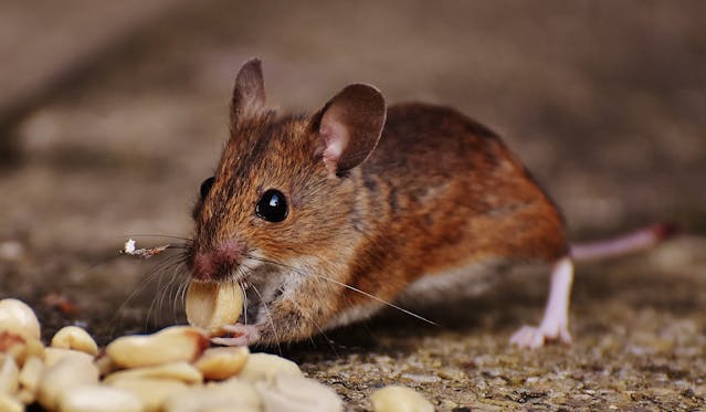 Summer is coming and with it, the pests! Help mouse-proof your home with these tips in my new article:
 otherarticles.com/home-improveme… #MiceControl #PestControl