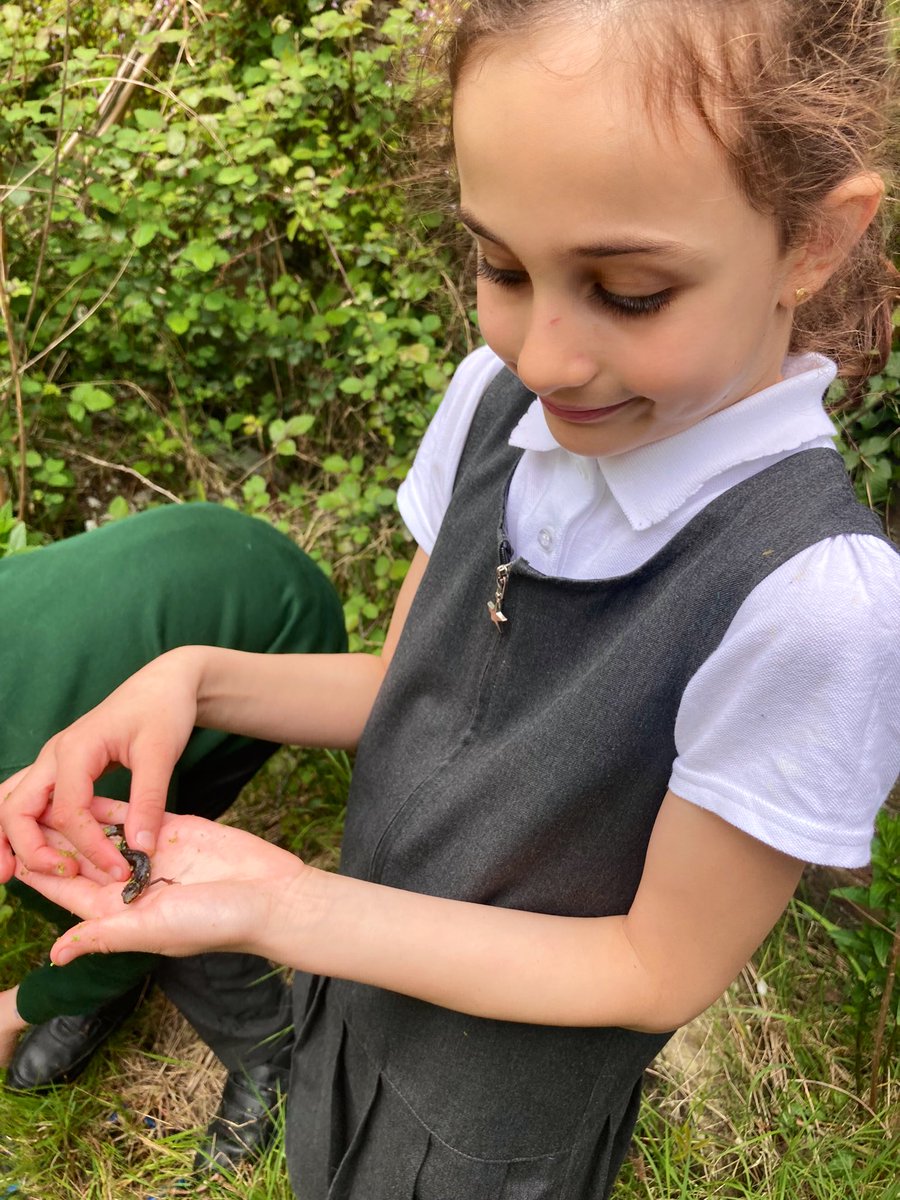 More pond dipping fun at lunchtime #newts