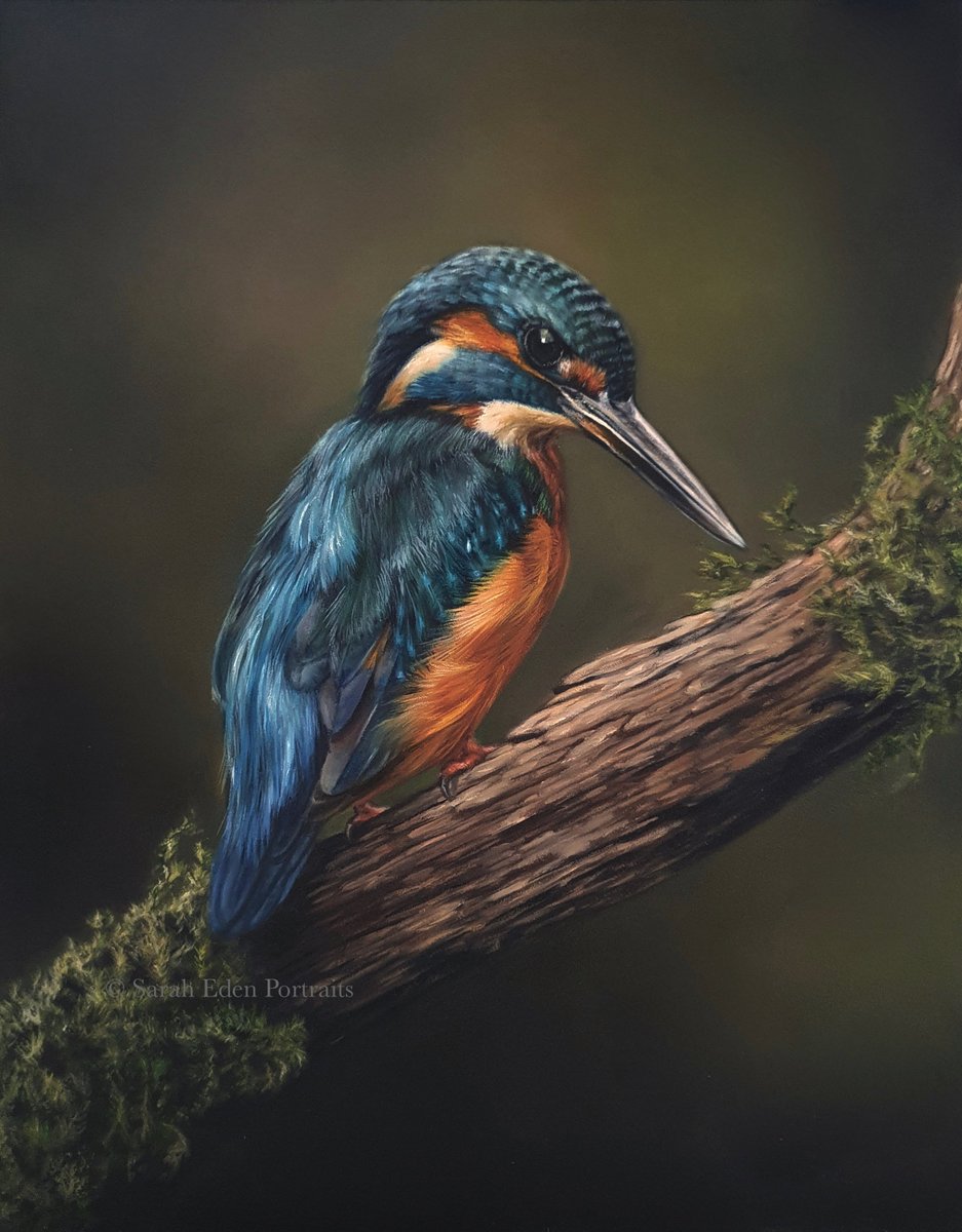 Another little painting finished today. I just can't stay away from these colourful little birds.

With thanks to Paul Browning Photography for the reference image for this painting. Oil on board, 10 x 12'

#oilpainting #kingfisher #kingfisherbird #kingfishersofinstagram #art