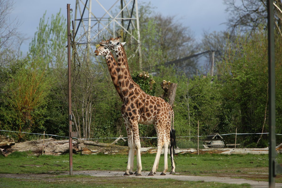 Animal photography (@ianzoopics) on Twitter photo Double headed giraffe lol <a href="/chesterzoo/">Chester Zoo</a> #chesterzoo #zoo #zoophotography #zoophotos #illusion #giraffe Double headed giraffe lol <a href="/chesterzoo/">Chester Zoo</a> #chesterzoo #zoo #zoophotography #zoophotos #illusion #giraffe