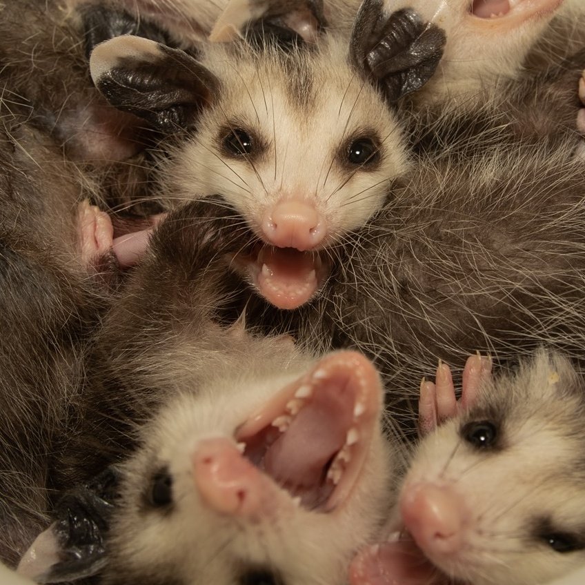 opossumly (@maybeopossum) on Twitter photo 2024-05-01 19:34:27