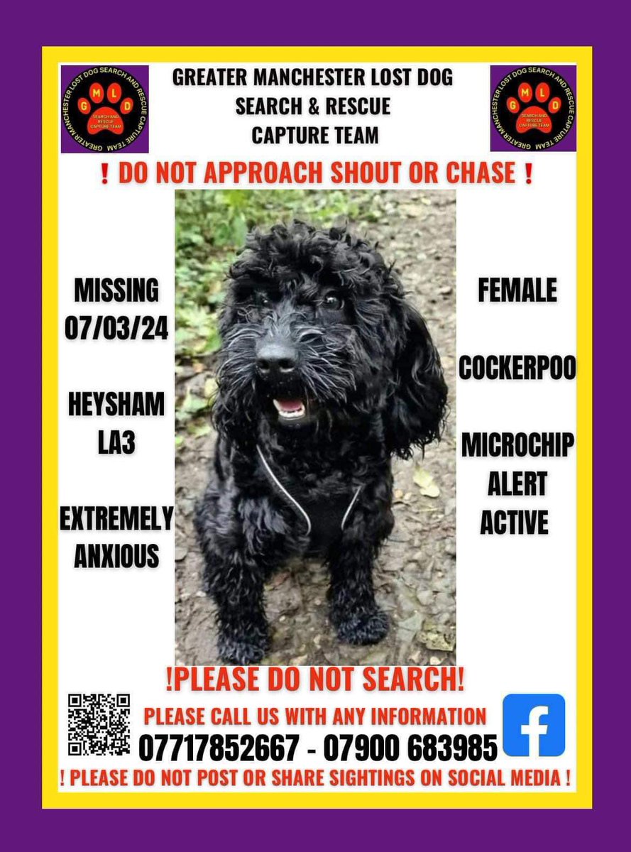 #SpanielHour Greater Manchester Lost Dog Search & Rescue Capture Team C.I.C. Have been asked to help with DOLLY #Heysham #Morcambe #LA3 Hoping she’s found soon #Cockapoo 7/3/24 CHIPPED /very nervous doglost.co.uk/dog-blog.php?d… @JacquiSaid @RachaelB100 @juliagarland73 @BitofDecorum