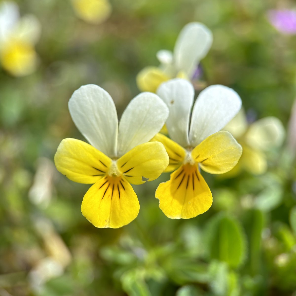 One of my favourite wild flowers - Sand Pansy (Viola tricolor subsp. curtisii) I love the flash of blue on the sepals! - in the dunes at Braunton Burrows 🤩 @BSBIbotany @wildflower_hour
