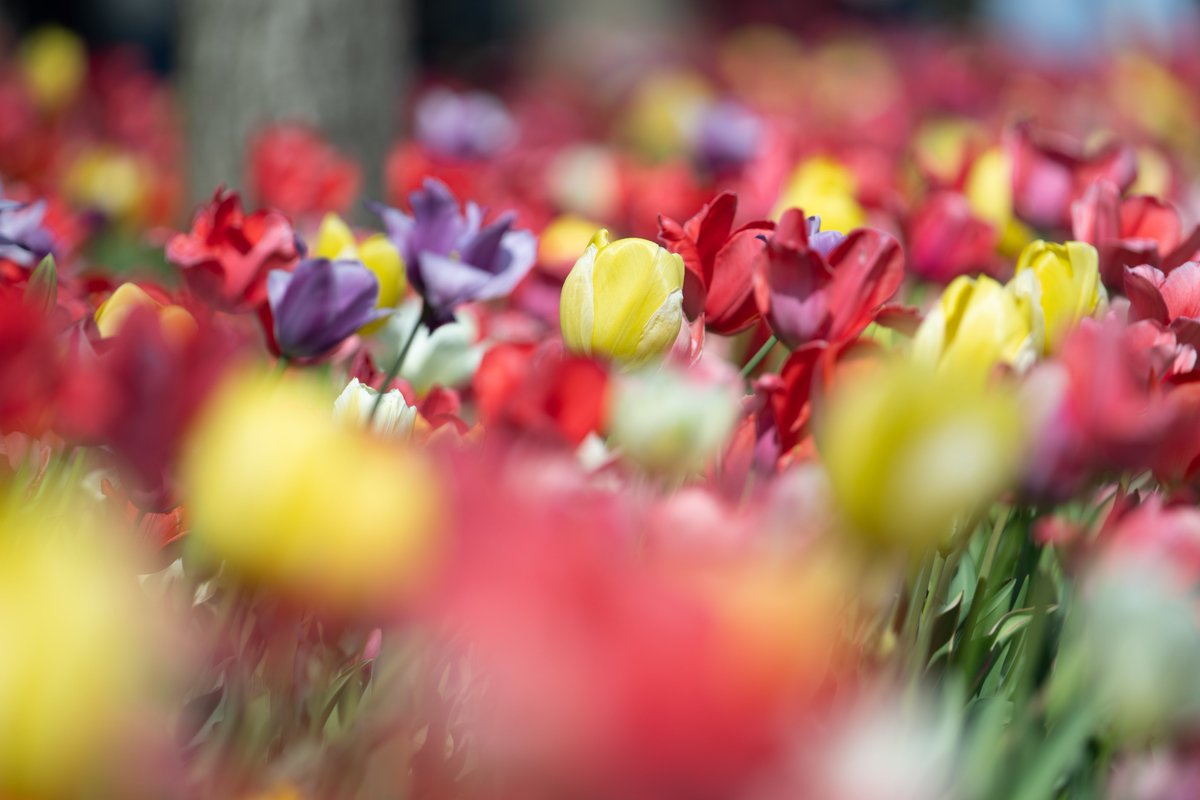 おはようございます。

#写真好きな人と繋がりたい 
#ファインダー越しの私の世界
#TLを花でいっぱいにしよう
#キリトリ世界