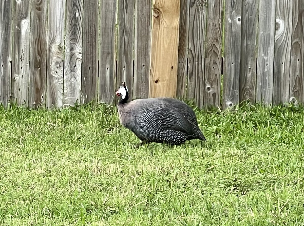 More #wildlife sighting in my hood. From raptors to bobcats- and now, Guinea Hens! ❤️