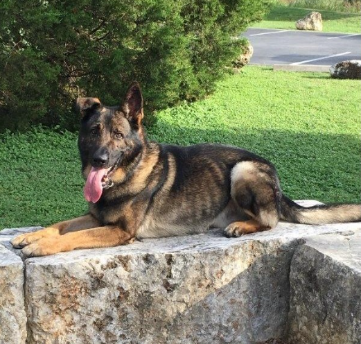 Beastwithin11's tweet photo. E.O.W. 4/23/24 K9 Drago (ret) Run free boy. 💙💙 https://t.co/mE6opRUC65