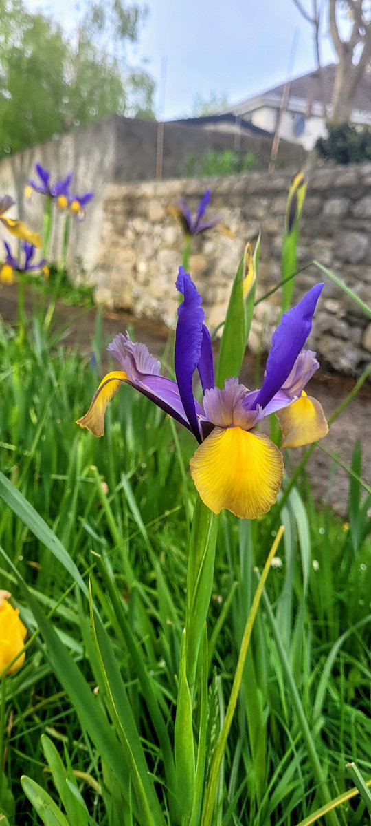 Today wherever you are, a new flowering bulb in the verge. The fabulous Dutch Iris. Iris Ollanach.
