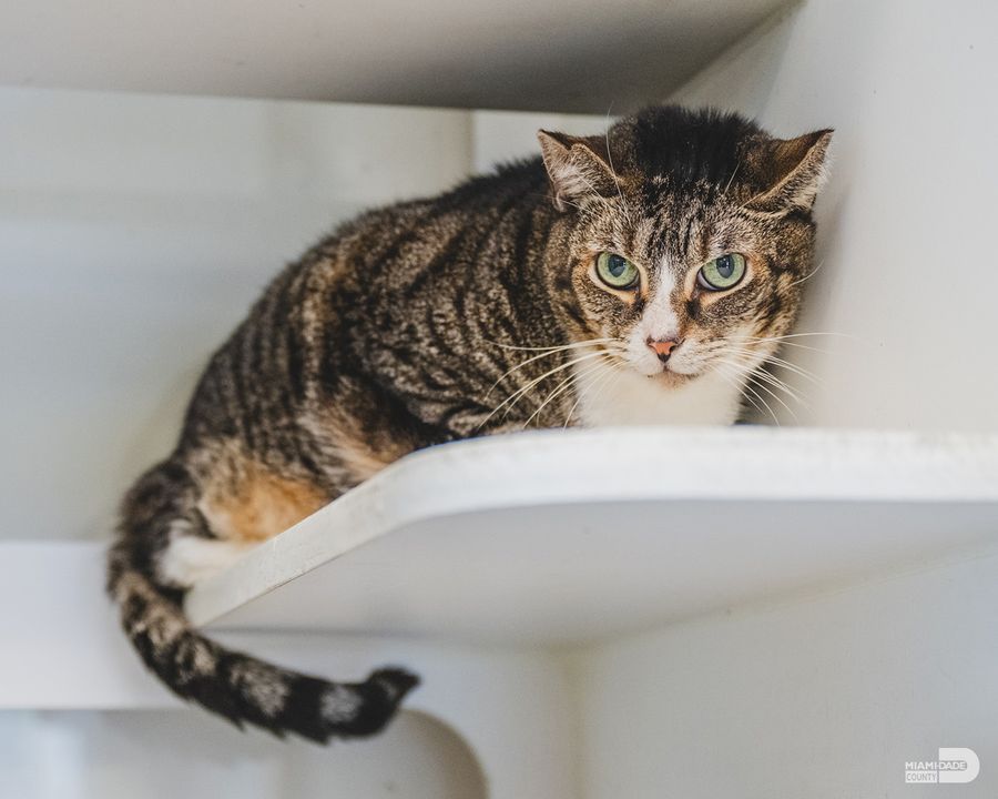 Meet #OurCounty's adorable 'Pets of the Week,' Enzo and Leo! Head to miamidade.gov/petsoftheweek to learn all about these lovable fur babies. @adoptmiamipets #AdoptAPet #FureverHome #PetAdoption #AdoptDontShop #PetRescue #FosterAPet #FosteringSavesLives #Adopt