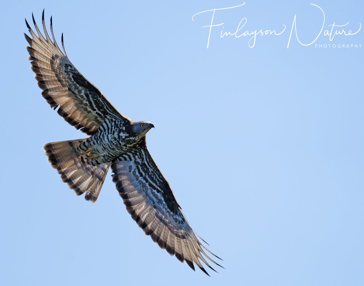 The honey buzzards continue to trickle in from the south @GibReserve, mainly males like this one at this stage. We build up towards a peak next week and the week after. @FinlaysonGib @GibGerry @gonhsgib @_BTO @Natures_Voice @BirdWatchingMag @BirdWatchDaily @BirdwatchExtra