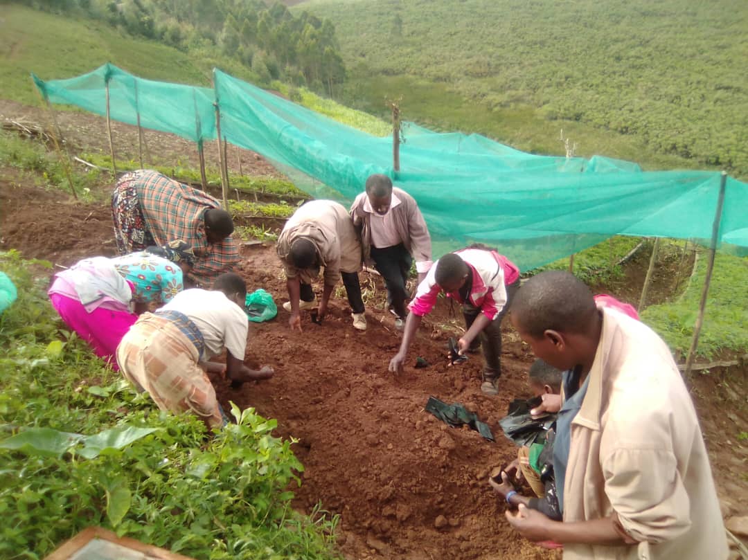 #LaborDay2024 
#Earliertoday, Community members of Ihunga Mwefuzo village in Rubanda District  potted over 500 tree seedlings of calliandra , markahamia lutea and Grevillea and over 1000 trees directly transplanted into their gardens.