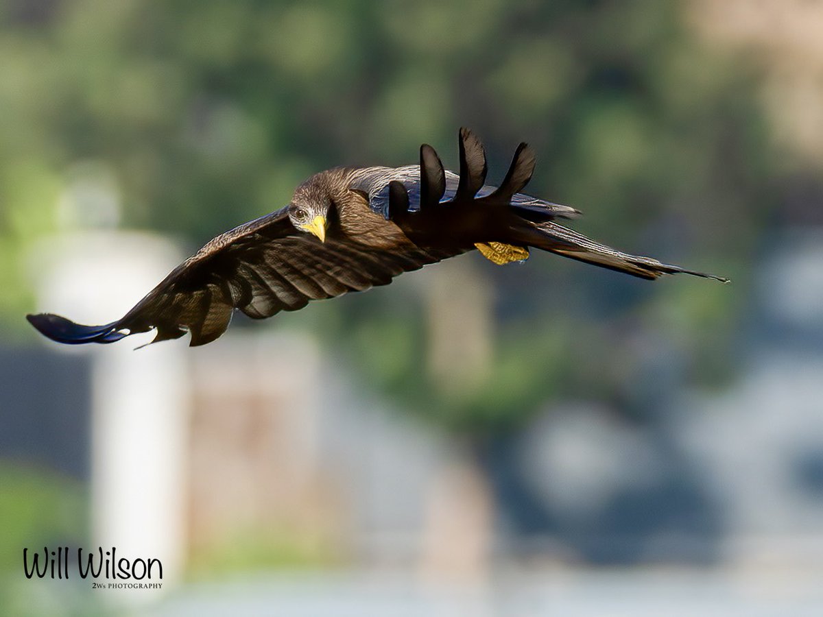 A particularly focused Yellow-billed Kite! 📍@golf_kigali in #Kigali #Rwanda #Birds