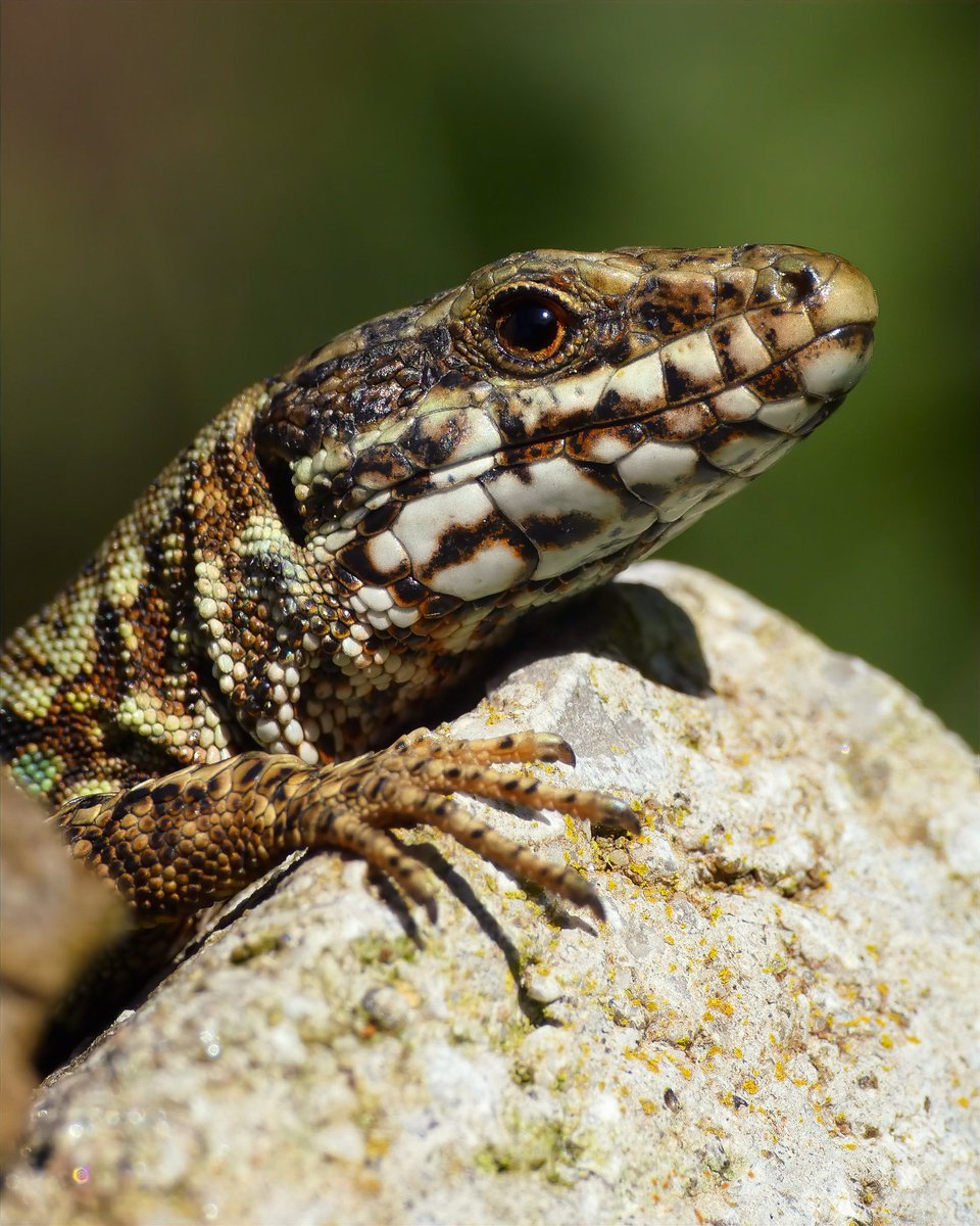 Common wall lizard. Entertaining to watch these little reptiles scurry around the field site in Spain. They're pretty bold so you can get quite close to them. #nature #wildlife #photography