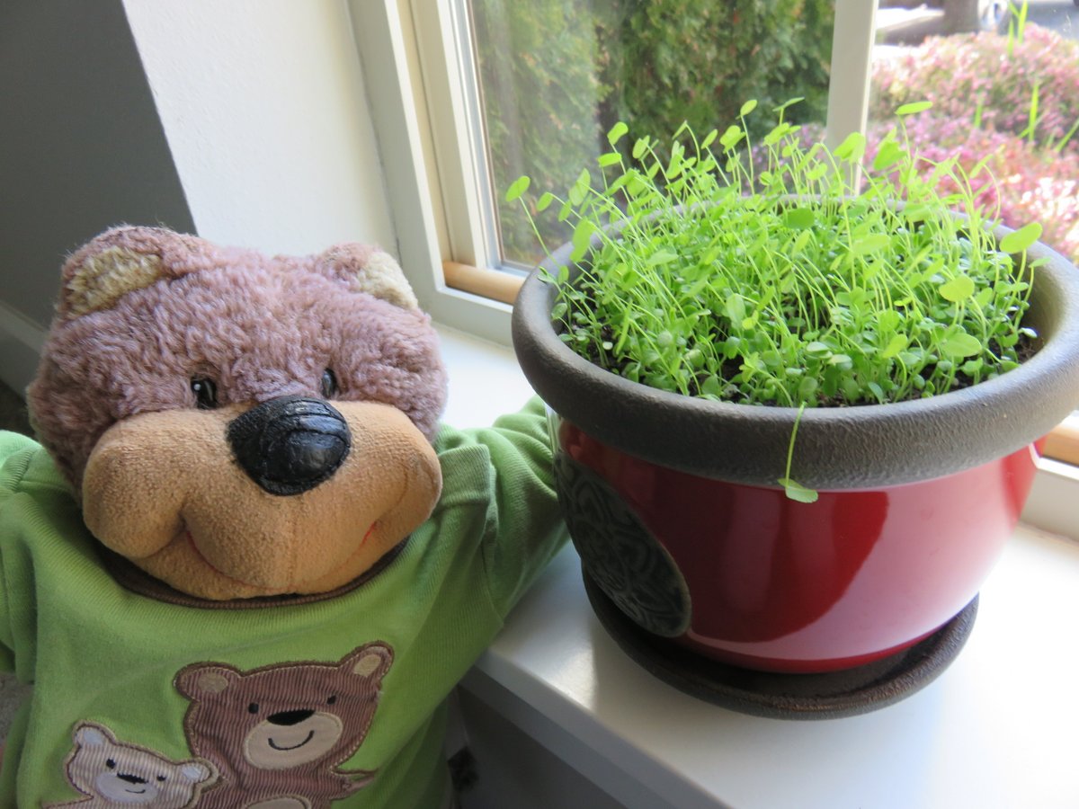 the shamrockz are growing!
#celebrityauthorbear #luckoftheirish #celebearty #bearfluencer #teddybearauthors #famousbears 
teddytedaloo.com