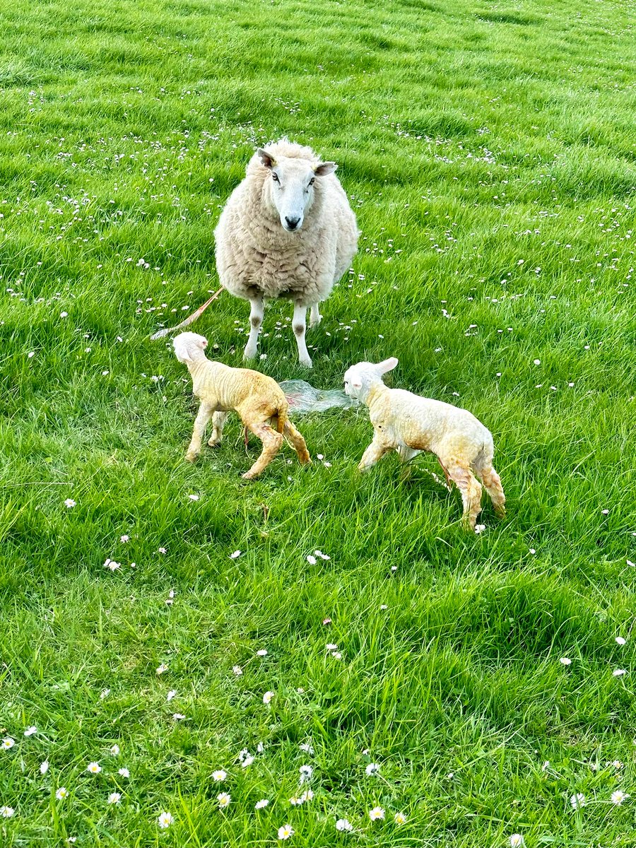 Two first time mams doing their jobs well. Neither of them going to be winning prizes in the shows but more importantly to me, delivered without any intervention, up on their feet and sucked colostrum quickly.