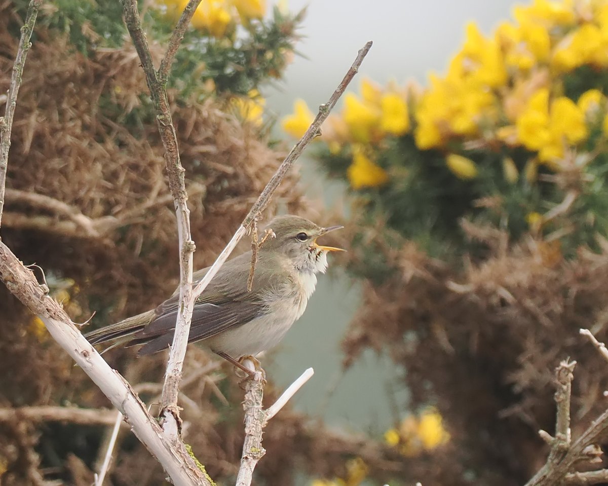 A classic brown Aberdeenshire Willow Warbler at Girdle Ness today. We often get territorial birds that lack the yellow and olive tones of normal British Willow Warblers. They're reminiscent of the subspecies abietinus that breeds further east.