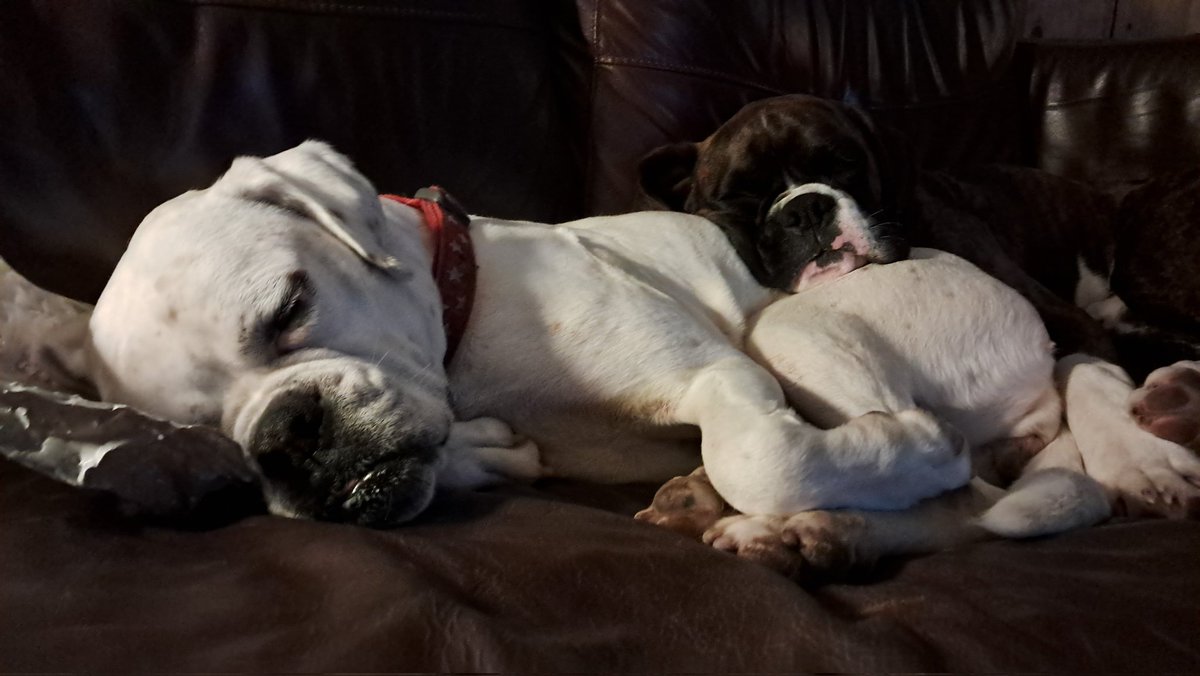 We've had a busy day! And so to sleep 🐕🐕❤️❤️...