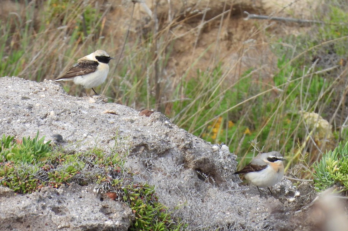 Ventotene bird of the day for me... Black-eared Wheatear. Also - finally - a Tree Pipit! Plus Golden Oriole, Serin, Sardinian Warbler and Western Bonelli's lifers too