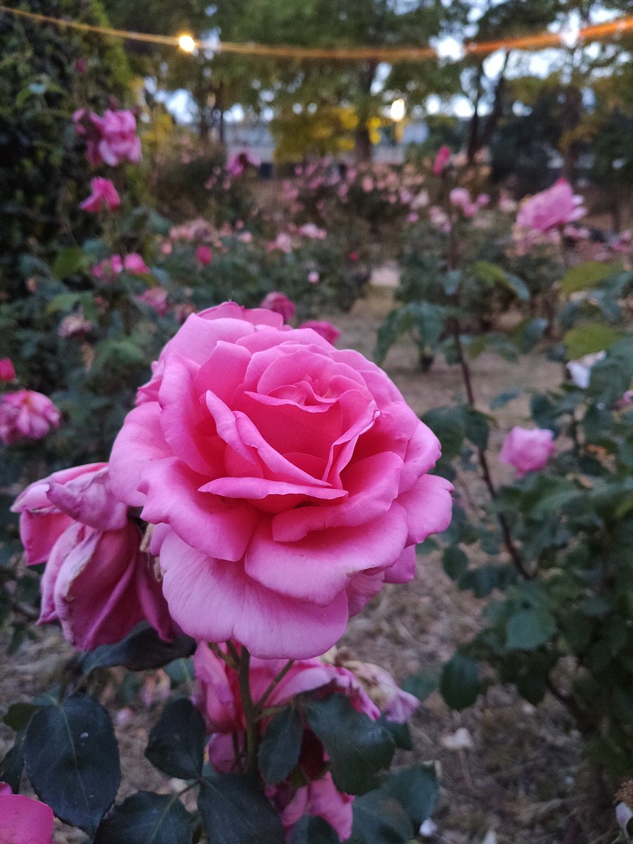 Here's some pics I took yesterday. I love roses 🌹