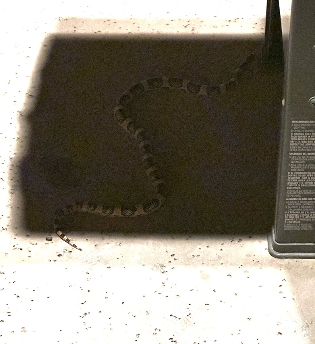 I LOVE living in Arizona but I HATE snakes! I literally couldn’t sleep all night because of this guy…. He was outside, laying right next to the grill last night 😳 🐍