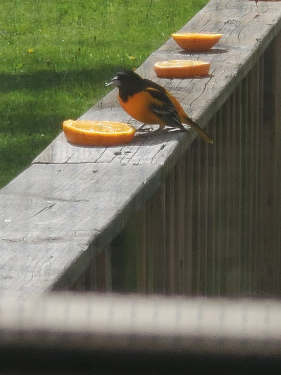 First oriole of the year baby