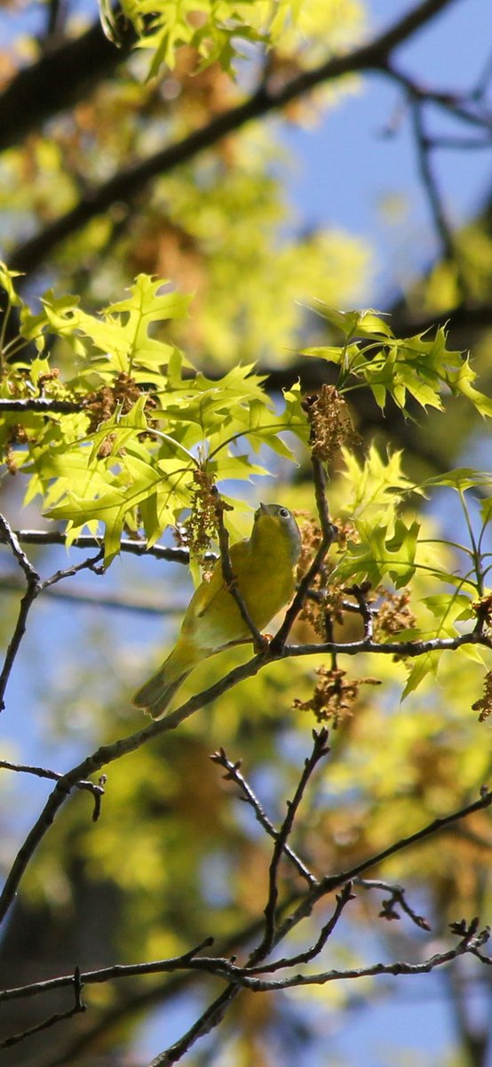 Sam Gebauer (@radiohammy) on Twitter photo Okay photos of high up birds: Baltimore oriole, blue-winged warbler (?), Nashville warbler. Lookout Hill, Prospect Park earlier today 5/1/24 #birdcpp <a href="/BirdBrklyn/">Brooklyn Bird Alert</a> Okay photos of high up birds: Baltimore oriole, blue-winged warbler (?), Nashville warbler. Lookout Hill, Prospect Park earlier today 5/1/24 #birdcpp <a href="/BirdBrklyn/">Brooklyn Bird Alert</a>