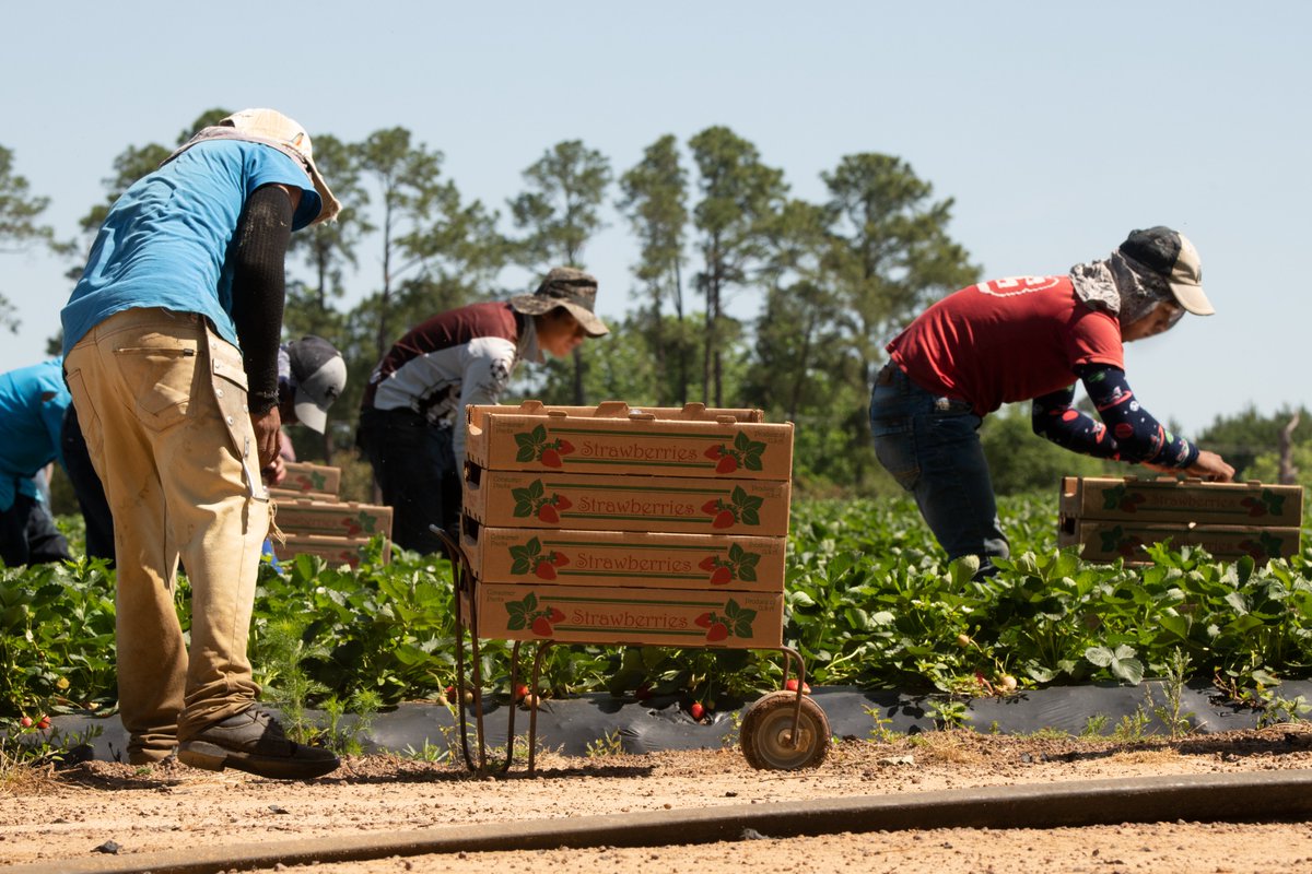 Today @USDA honors #InternationalWorkersDay, celebrating the importance of workers across the food supply chain – from farmworkers who harvest our food to meat processing facilities, to those moving our food to grocery stores.