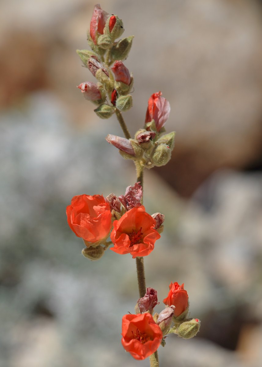 Still some wildflowers blooming in Joshua Tree National Park.
#usa #california #joshuatree #nationalparks #wildflowers #MojaveAster #HedgeHogcactus #DesertGlobemallow #highdesert #outdoors