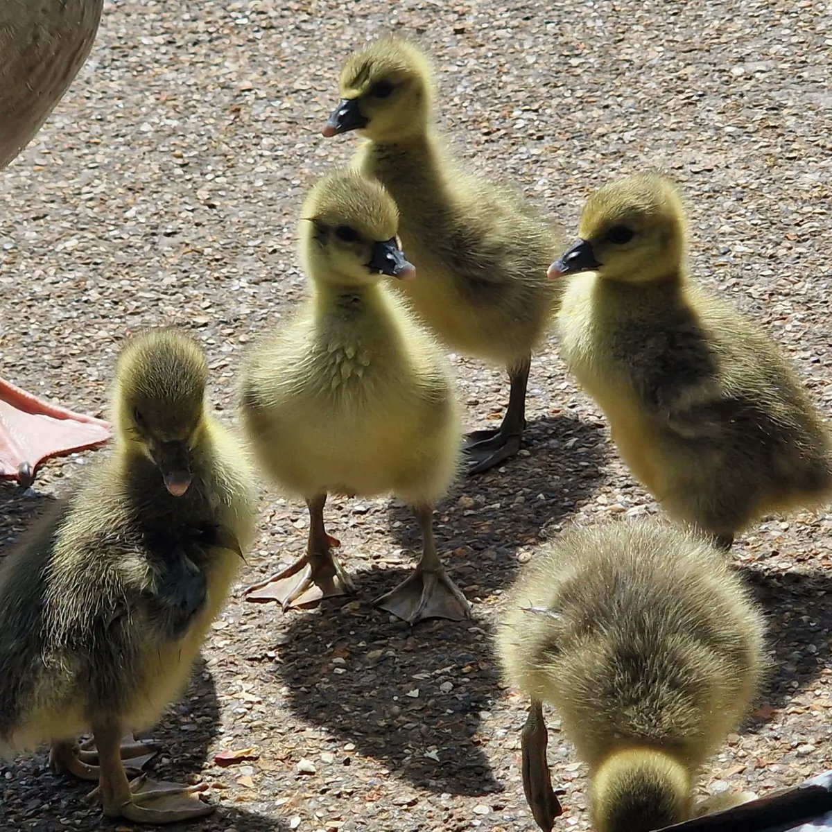 Gosling season is back. Such cuties 😍🐤💙
#naturephotography #wildlifephotography #goslings #babybirds #stjamespark