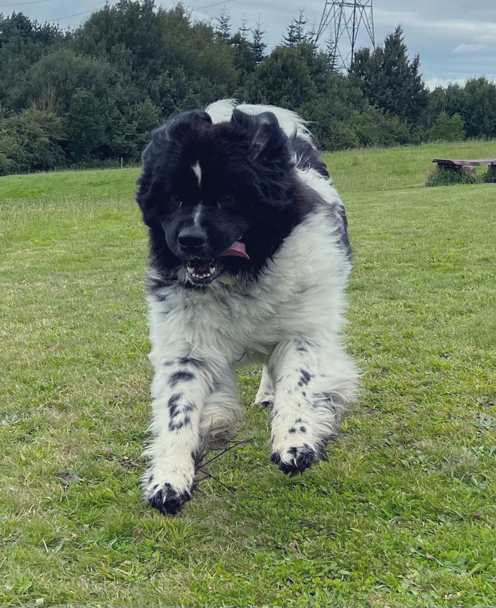 Is it a bird? Is it a plane? No, it’s Bandito About to cause dad some pain… #Bandito #incoming #ouch