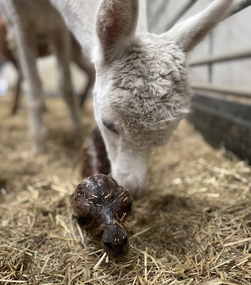 Baby number three less than five minutes old.