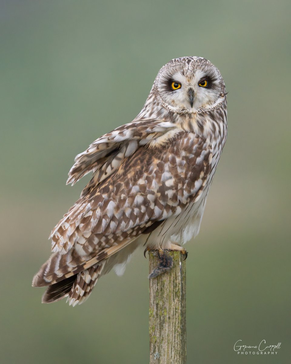 Short Eared Owl on a windy evening in Weardale!
#birdphotography #BirdsSeenIn2024 #TwitterNatureCommunity #birds #SonyAlpha #wildlifephotography #NaturePhotography #BBCWildlifePOTD
@teesbirds1 @durhamwildlife @BirdGuides @DurhamBirdClub @Natures_Voice @NatureUK @WildlifeMag