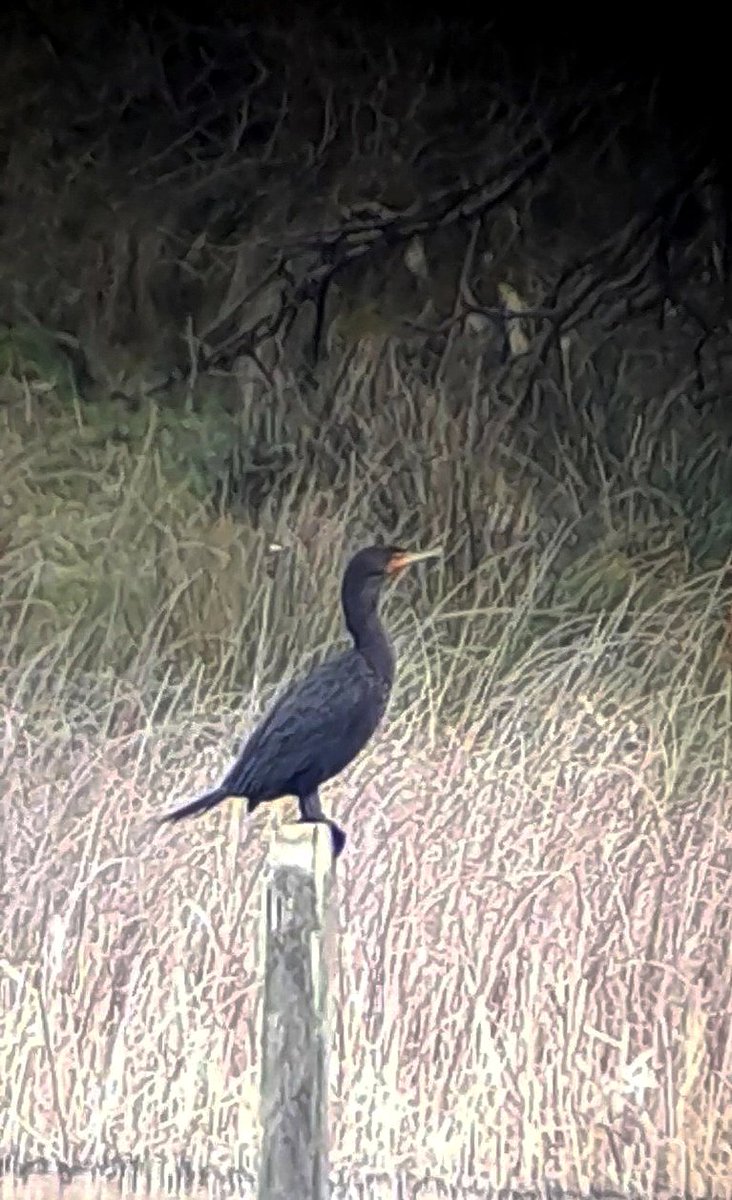 Probably one of my favourite ever birds. Never posted these phone scoped images of the Doon Lough double-crested cormorant from a few months ago. Probably better than my camera photos