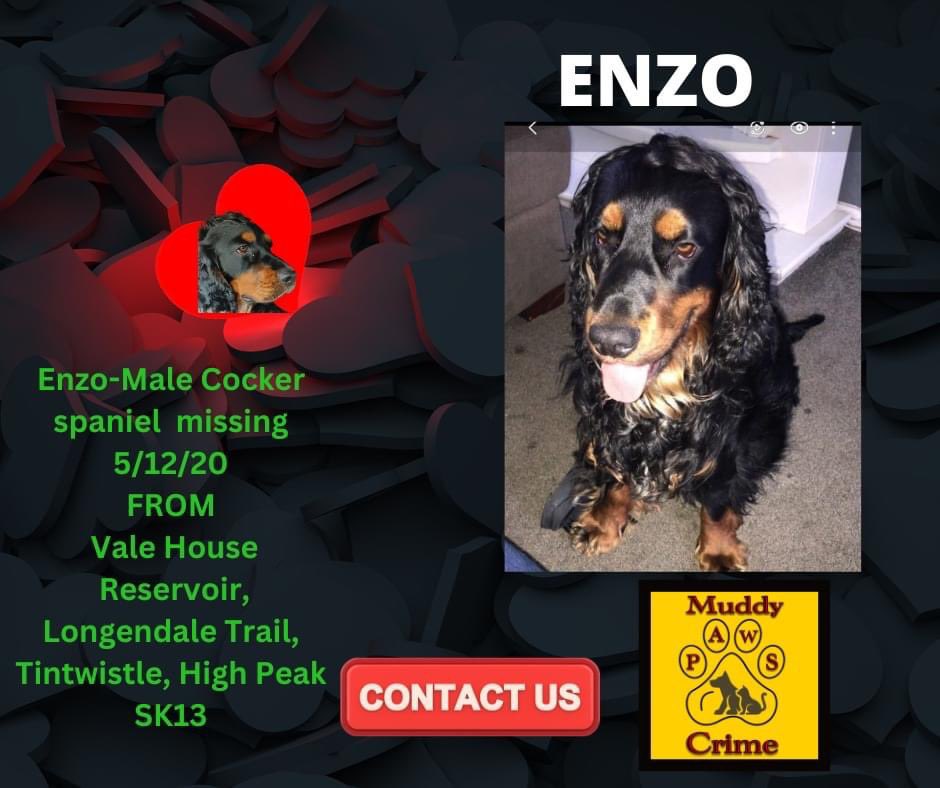 #SpanielHour this bank holiday weekend please look for ENZO
Male #Cocker missing 5/12/20 Vale House Reservoir, Longendale Trail, #Tintwistle High Peak #SK13
Did you pick him up thinking was 
stray/Have you adopted a dog like Enzo/Have you bought a dog like Enzo online ???
