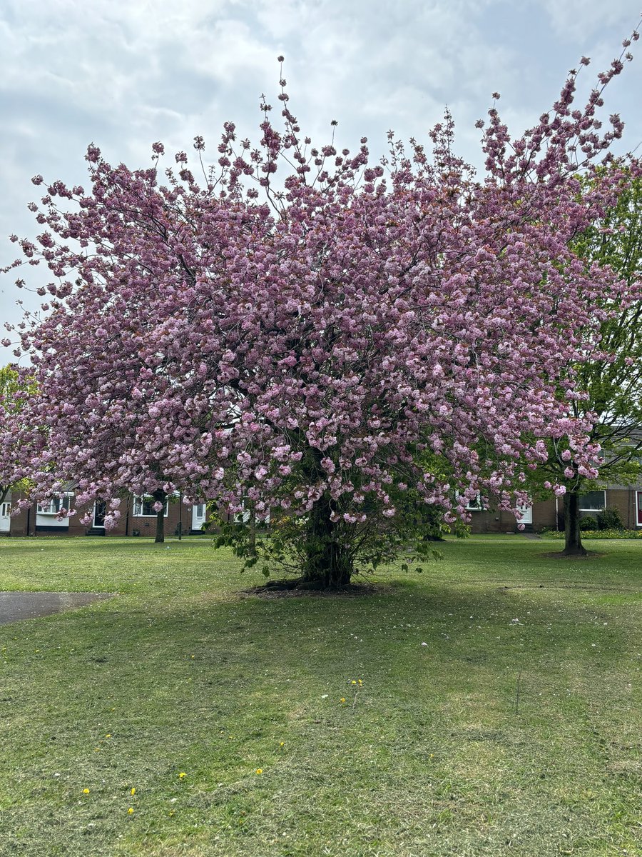 This one is for @campbellclaret. Tree of the day from the campaign trail on eve of poll in Ferryhill in what was your former boss’s Sedgefield constituency. Thanks for your support on @RestIsPolitics today! Vote @UKLabour tomorrow.