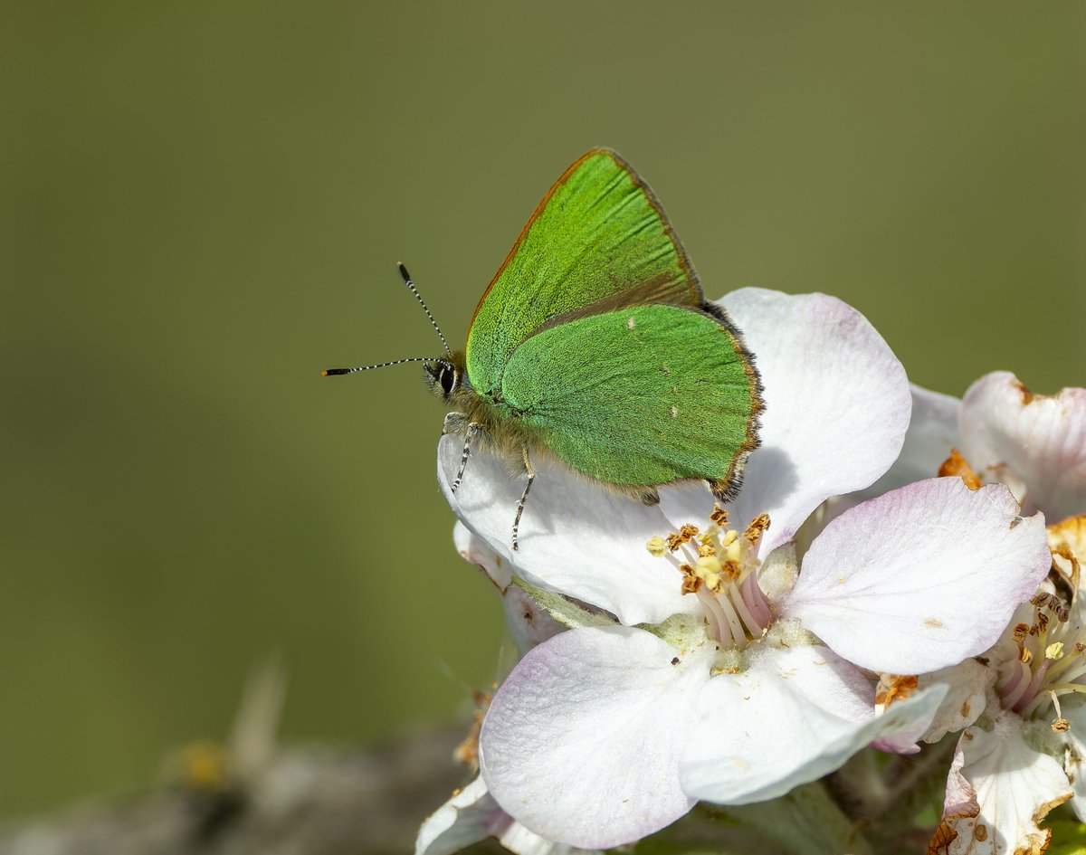 With the warm weather, out came the butterflies, like this stunning Green hairstreak which was feeding on a small shrub with beautiful flowers on the dunes @RSPBMinsmere this morning. The sun lit up the metalic green wings like a neon light at night and shows how vibrant they are