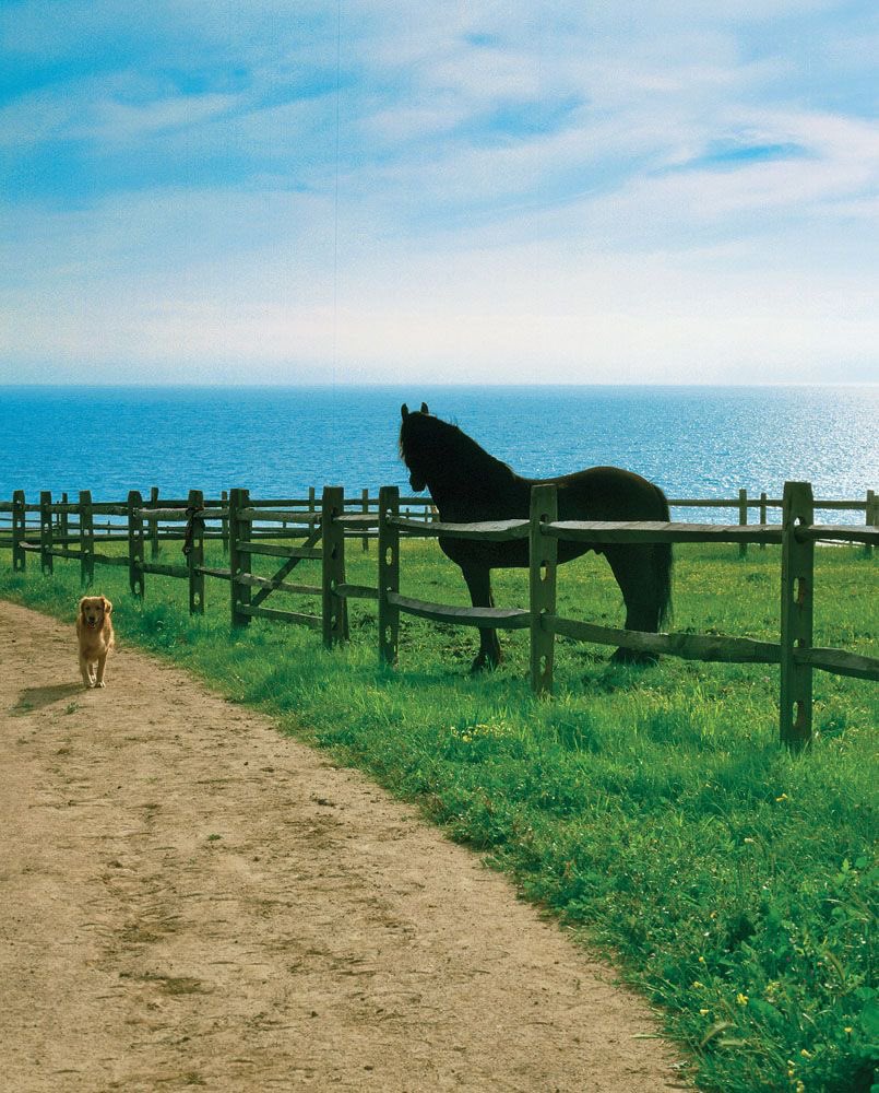 In an ideal world, I’d live on a farm in Newport Beach or Malibu. 
First pic is in NZ & second is in Malibu.