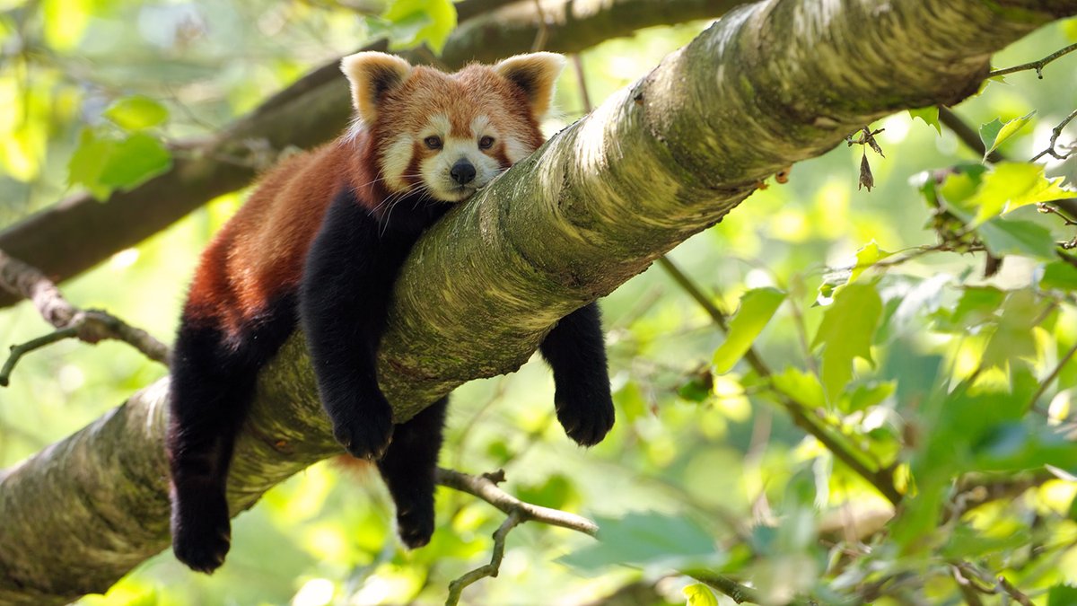 Red Panda Every Hour! (@RedPandaEveryHr) on Twitter photo 2024-05-01 19:58:31