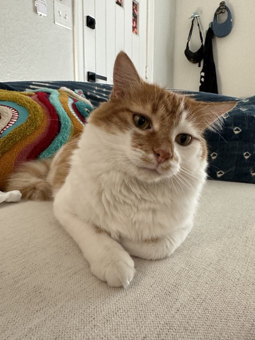 Today has been off to a rough start send your best pet pics &hearts;️ https://t.co/lozWcUSj7k