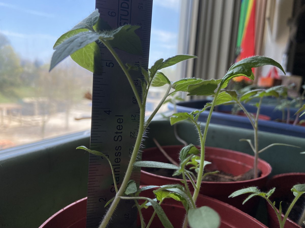 Some progress. Discussions on sunlight & watering needs. The varying heights has sparked curiosity too.
@Tomatosphere one packet of seeds🌱spent time on the #InternationalSpaceStation but which one? Well, we’re investigating to find out🤔 #tomatosphere
@LetsTalkScience 🚀🌱🍅