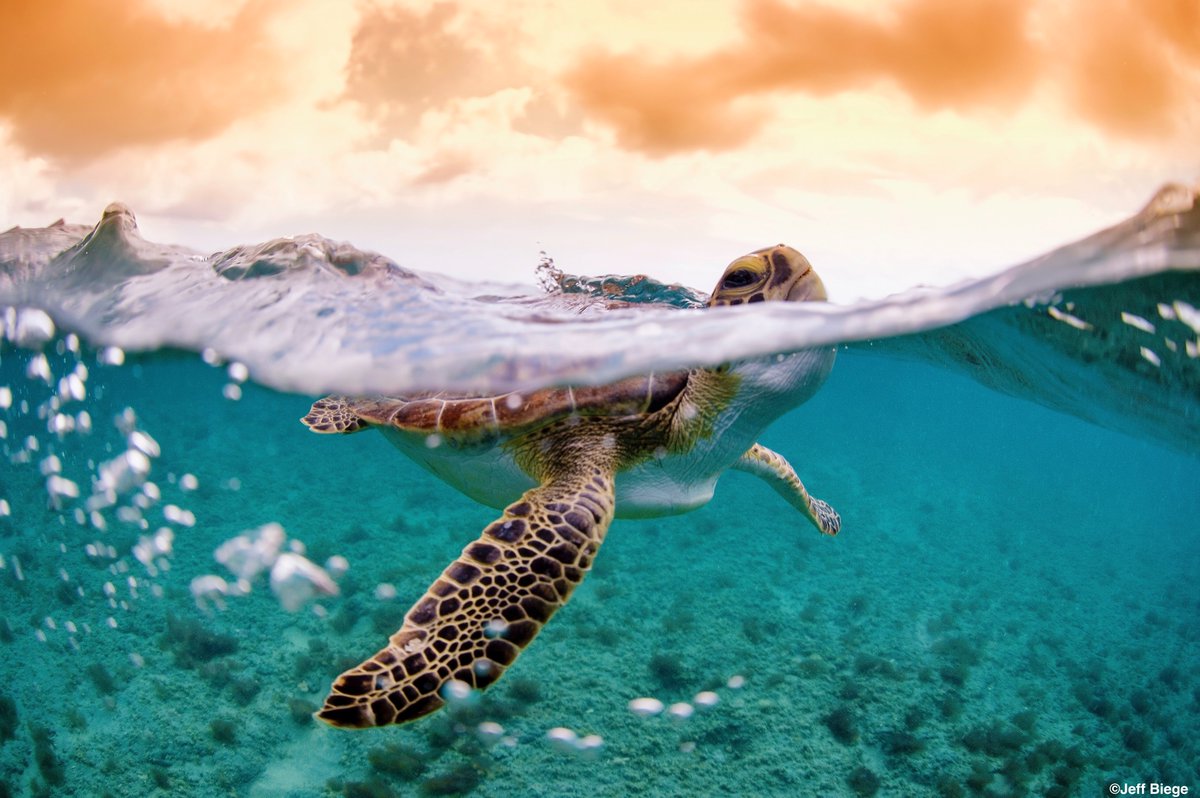 Get ready, ocean lovers: Our 2024 #PhotoContest officially opens for submissions TOMORROW, May 2! 📸 Whether you've got majestic manatee photos or spectacular snapshots of sharks, we want to SEA them all. 🌊 oceanconservancy.org/photocontest/