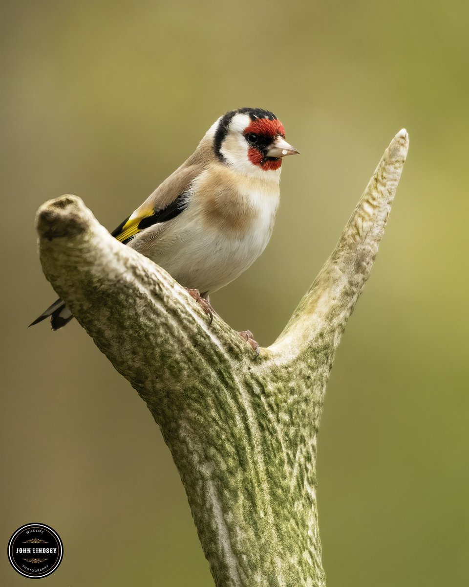 🌟✨ Stunning Goldfinch Captured in a Moment of Beauty! ✨🌟 Hey everyone! 📸 I couldn’t wait to share with you all one of the highlights from my recent bird photography adventure! 🐦 Last week, I had the incredible opportunity to capture the mesmerizing beauty of the Goldfinch